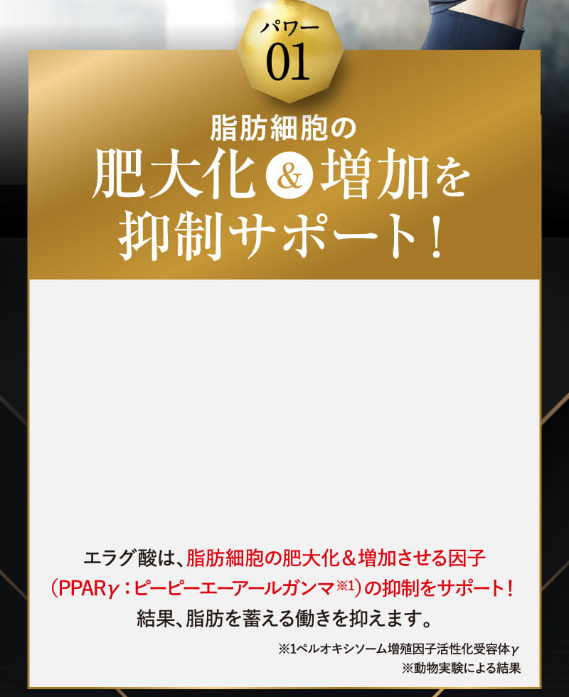 パワー01 脂肪細胞の肥大化&増加を抑制サポート!